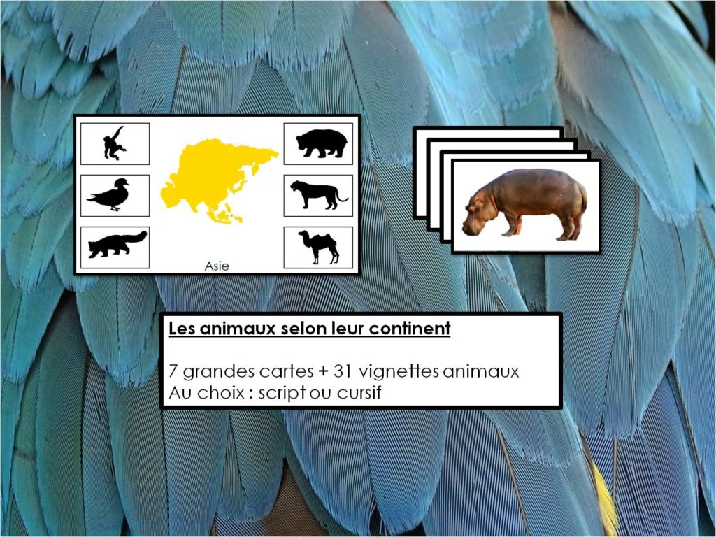 Les animaux selon leur continent - Les Trésors de l'Apprentissage